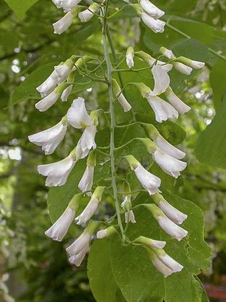 Virgilier à bois jaune