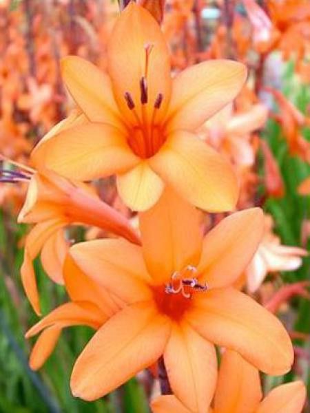 Watsonia borbonica 'Peach Glow'