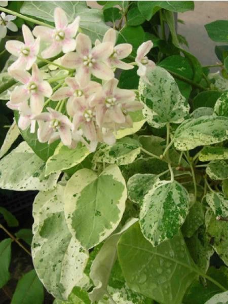 Wattakaka 'Variegata'