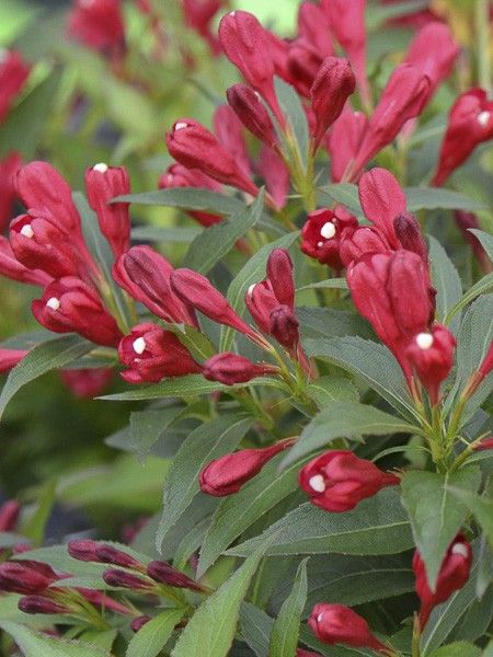 Weigela 'All Summer Red'
