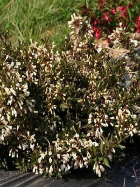 Weigela  'Black and White'®