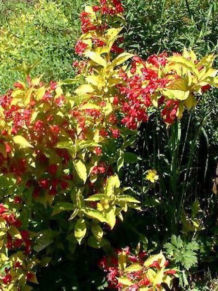 Weigela  'Briant Rubidor'
