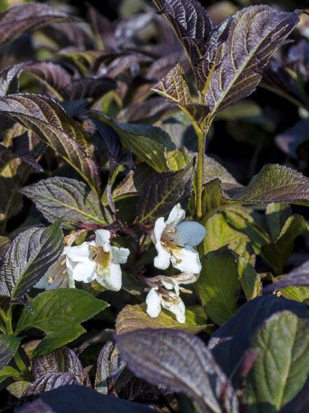 Weigela 'Ebony and Ivory'