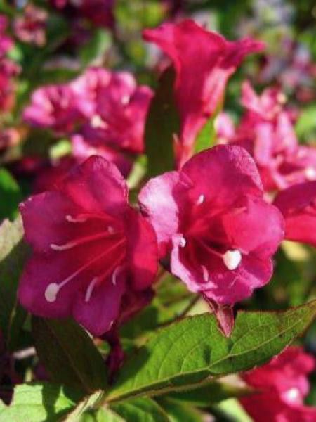 Weigela  'Eva Rathke'