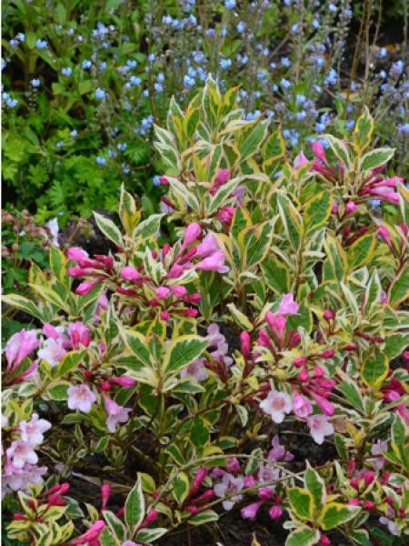 Weigela florida Magical® Rainbow 'Kolmagira'