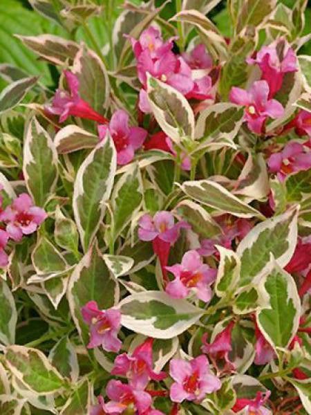 Weigela florida 'Monet'®