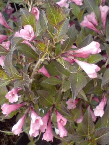 Weigela florida 'Nana Purpurea'