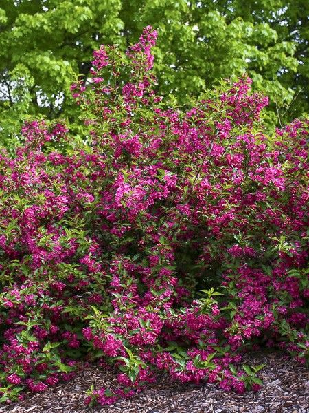 Weigela 'Korea'