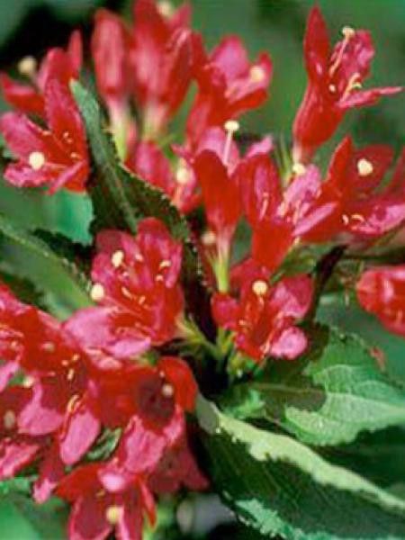 Weigela  'Lucifer'