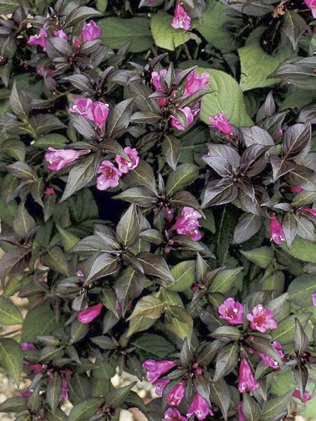 Weigela 'Midnight Wine'