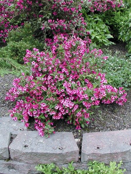 Weigela nain 'Minuet'