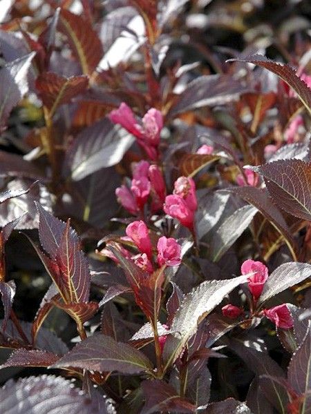 Weigela 'Naomi Campbell'