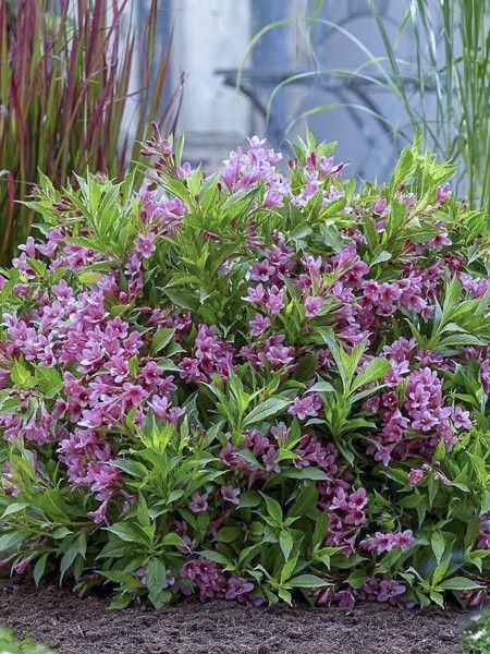 Weigela 'Picobella Rosa'