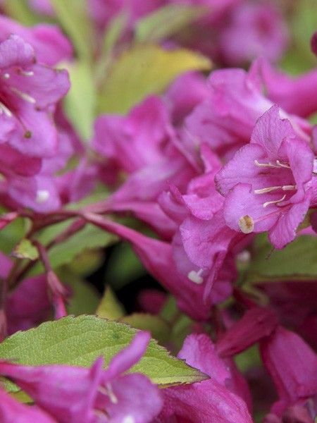 Weigela 'Princess Ayla'