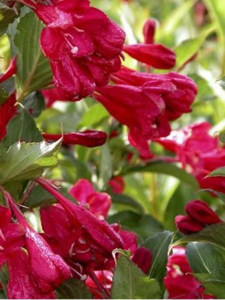 Weigela  'Red Prince'