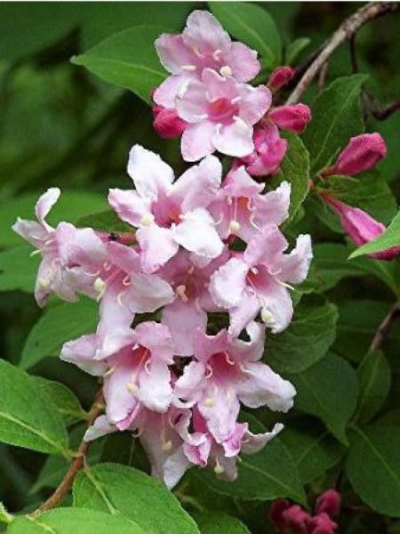 Weigela  'Rosea'