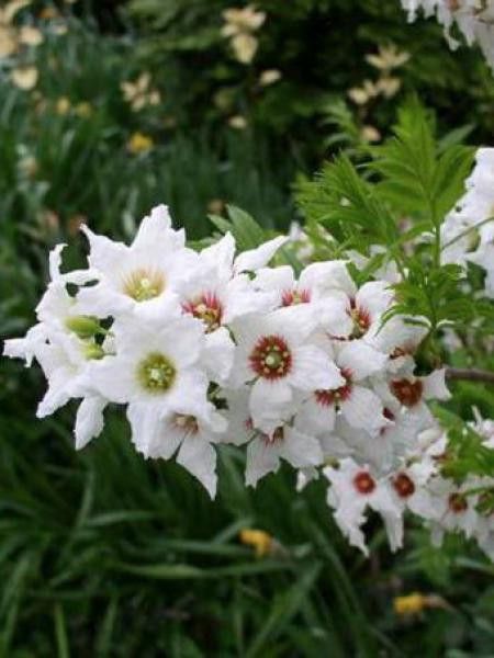 Xanthoceras sorbifolium