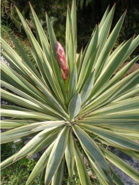 Yucca à feuilles panachées