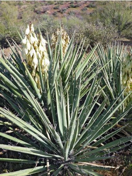 Yucca banane