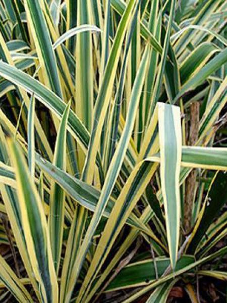 Yucca filamentosa 'Bright Edge'