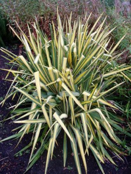 Yucca flaccida 'Golden Sword'