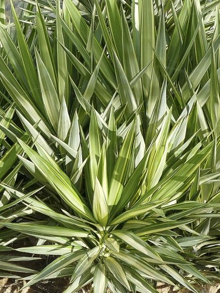 Yucca géant 'Jewel'