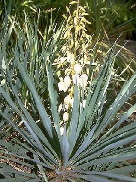 Yucca gloriosa