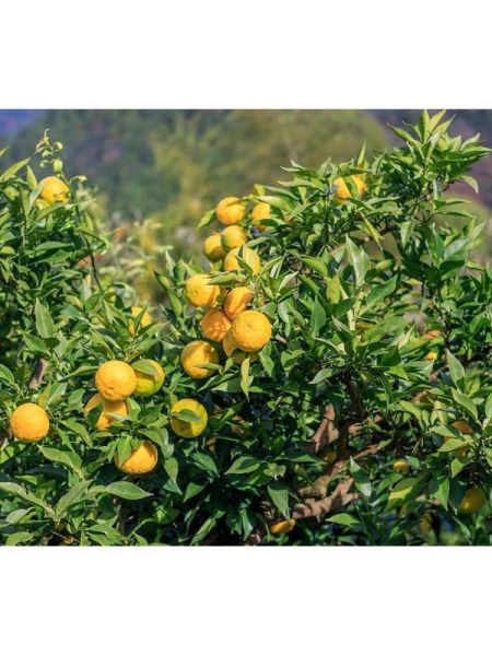 Y uzu - Citrus juno - Le Jardin du Pic Vert