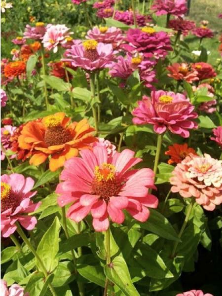 Zinnia à fleurs de dahlia doubles de Californie