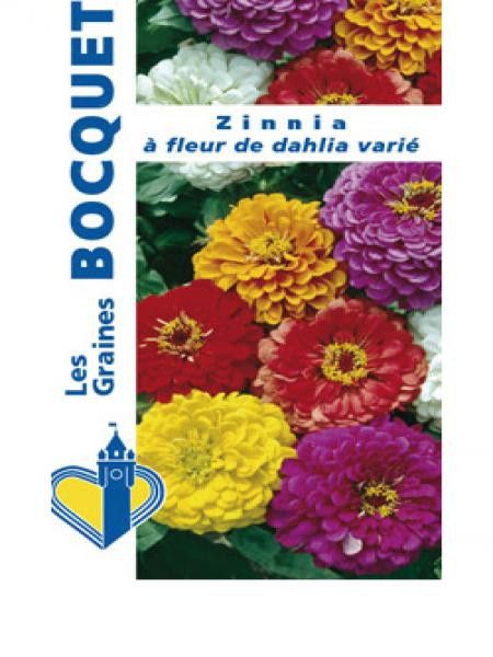Zinnia à fleurs de dahlia varié