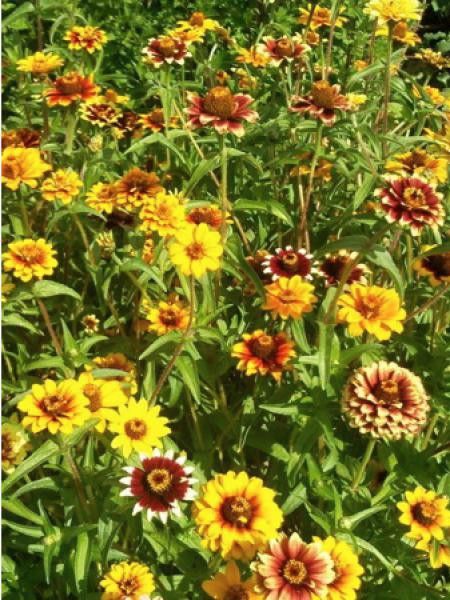 Zinnia nain 'Tapissant du Mexique'