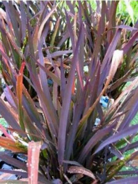 Zizania aquatica 'Rubra'