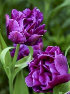 Tulipe 'Purple Pion'