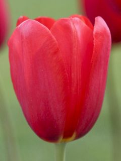 Tulipe 'Sky High Scarlet'