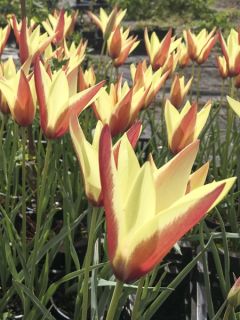 Tulipe botanique 'Cynthia'