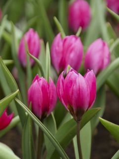 Tulipe botanique 'Violacea Black Base'