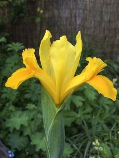 Iris de Hollande 'Royal Yellow'