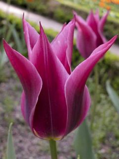Tulipe à fleur de lis 'Maytime'