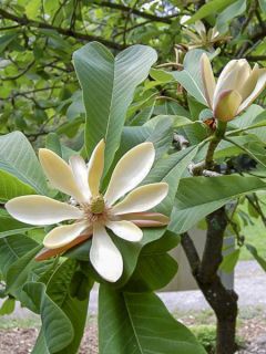 Magnolia officinalis biloba - Magnolia officinal             