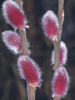 Salix chaenomeloides Mount Aso