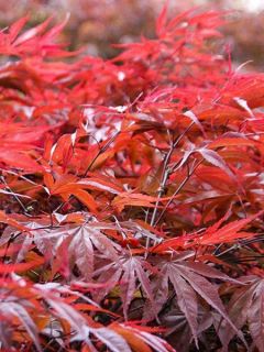 Érable du Japon - Acer palmatum Peve Dave