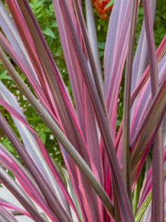 Cordyline Can Can