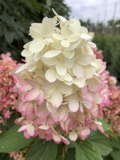 Hortensia - Hydrangea paniculata Pinkachu
