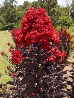 Lilas des Indes 'Black Solitaire Red Hot'