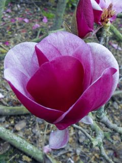 Magnolia x soulangeana Cameo 