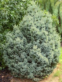 Picea glauca Cecilia - Epinette blanche                            