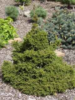Picea orientalis Kenwith - Sapinette d'Orient                        