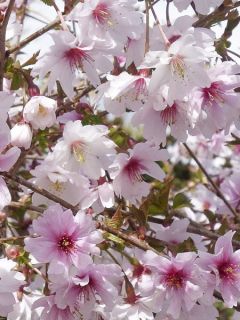 Cerisier à fleurs du Japon nain - Prunus incisa Mikinori