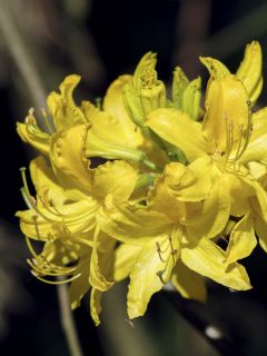 Azalée de Chine - Rhododendron luteum