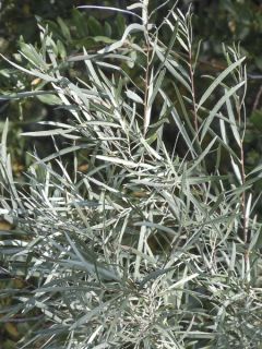 Salix exigua - Saule des coyottes